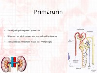 /album/primarurin/a6-utso%cc%88ndringsorganen-006-jpeg1/